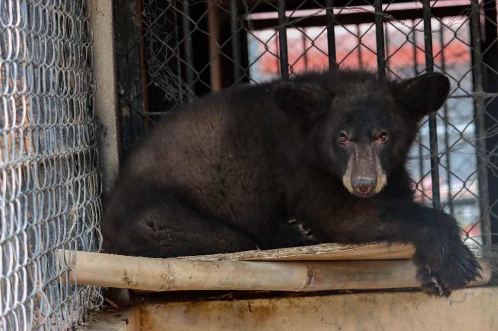Resguarda Zoológico Tamatán a una osezna, un lince y un&nbsp;ocelote