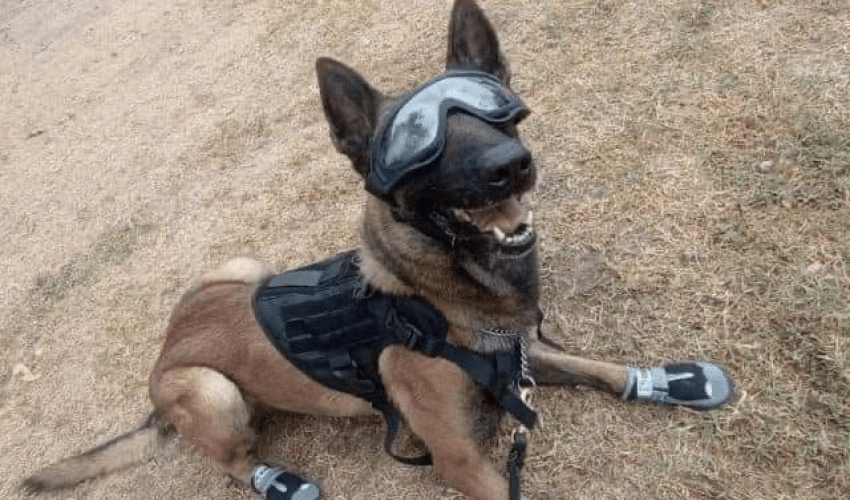 CONSTANTE CAPACITACIÓN DE MANEJADORES Y CANINOS DE LA&nbsp;SSPT