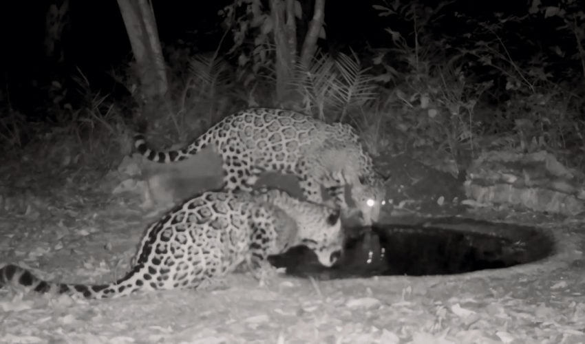 FORTALECE COMISIÓN DE PARQUES INSTALACIÓN DE BEBEDEROS EN ZONAS&nbsp;SERRANAS