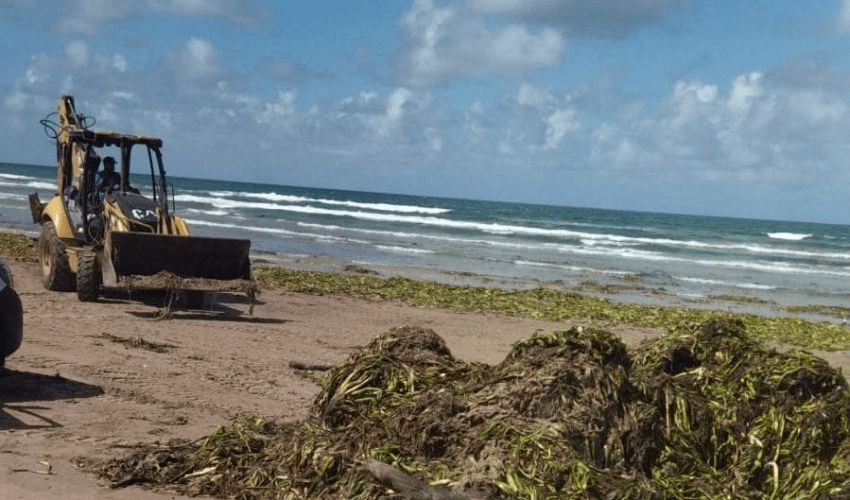 CONTRIBUYE TURISMO CON MAQUINARIA PARA LIMPIEZA DE LIRIO EN PLAYA&nbsp;MIRAMAR