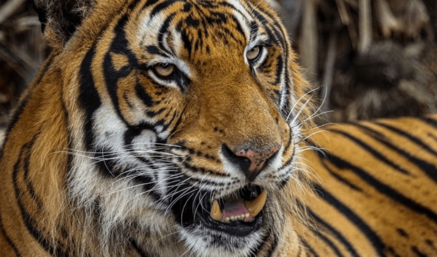 Trasladarán al Zoológico Tamatán al tigre localizado en&nbsp;Reynosa