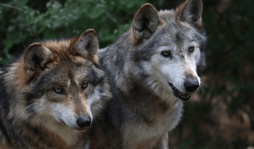 Participa Tamaulipas en Programa Binacional del Lobo Gris&nbsp;Mexicano