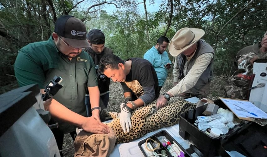 Impulsa Tamaulipas conservación del jaguar con estaciones de&nbsp;fototrampeo