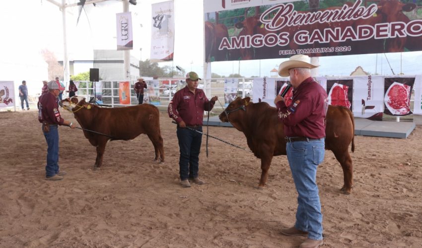 Feria Tamaulipas será sede del Segundo Concurso del Novillo&nbsp;Gordo