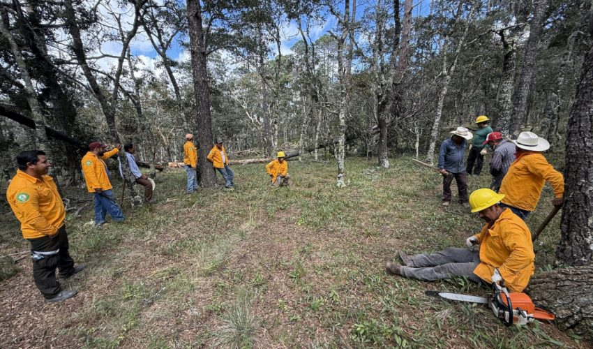 Promueve SEDUMA recuperación de ecosistemas forestales en el&nbsp;altiplano