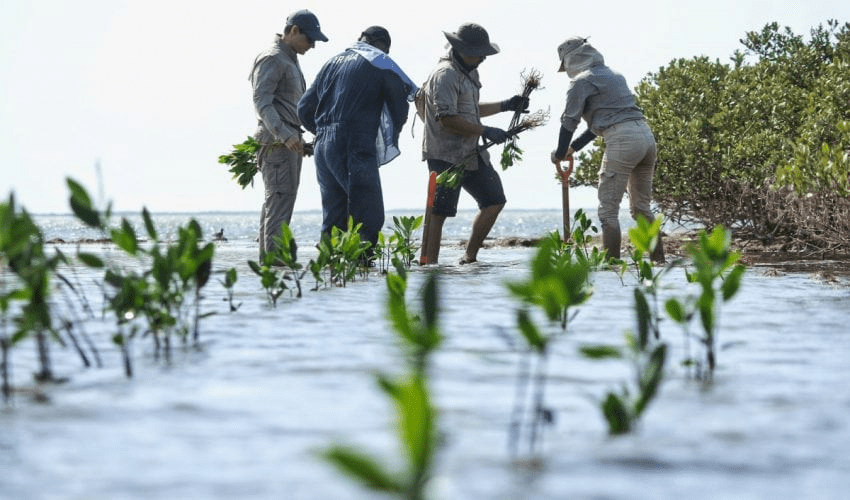 Reforesta SEDUMA litoral para cuidar comunidades y&nbsp;biodiversidad